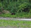 Медведица с медвежонком вышли к селу Рыбаки на Итурупе