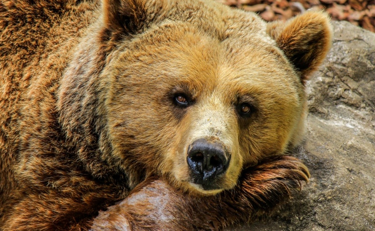 На Курилах отстрелили медведя, который бродил рядом с погибшим человеком