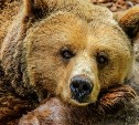 На Курилах отстрелили медведя, который бродил рядом с погибшим человеком