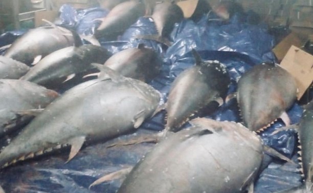 Курильские рыбаки за раз вытащили 30 самых дорогих в мире рыб общим весом 7 тонн