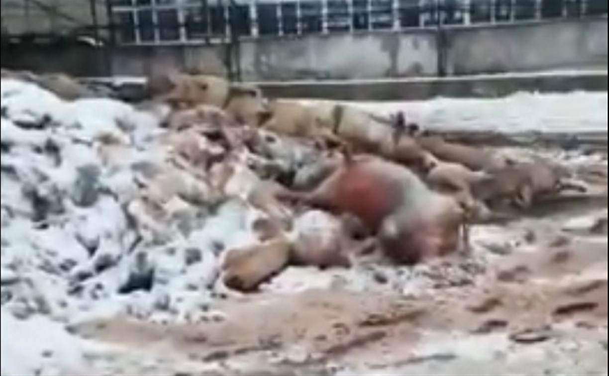 Напугавшие сахалинцев мертвые свиньи оказались не местными