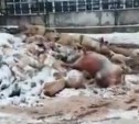 Напугавшие сахалинцев мертвые свиньи оказались не местными