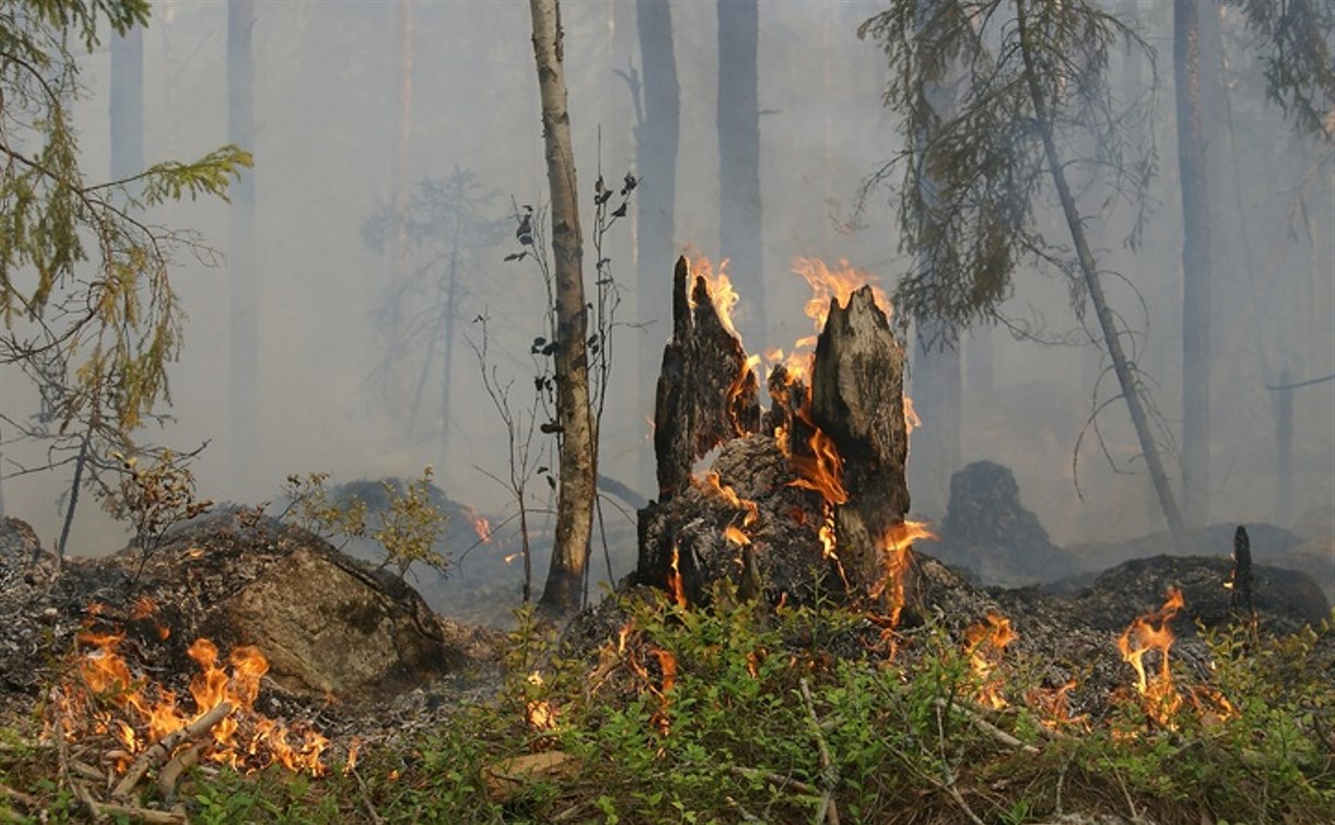 Не обошлось без сборщиков ягод: на севере Сахалина 15 часов тушили крупный лесной пожар