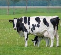 Поголовье скота возросло в Углегорске