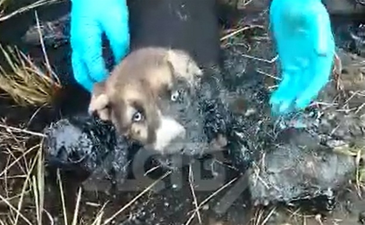 На Сахалине щенков в ужасающем состоянии достали из битума, срочно нужна помощь