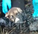 На Сахалине щенков в ужасающем состоянии достали из битума, срочно нужна помощь