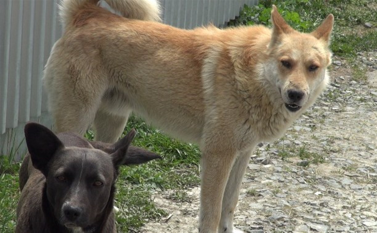 Бродячая собака напала на школьника в Южно-Сахалинске