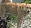 Бродячая собака напала на школьника в Южно-Сахалинске