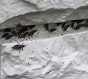 "Лопухи сожрали в кружево": о нашествии саранчи сообщают сахалинцы 