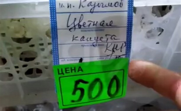 Жителям Охи предлагают купить цветную капусту за 500 рублей