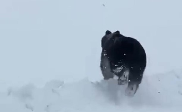 Страдающий бессонницей медведь пробежал кросс на Курилах