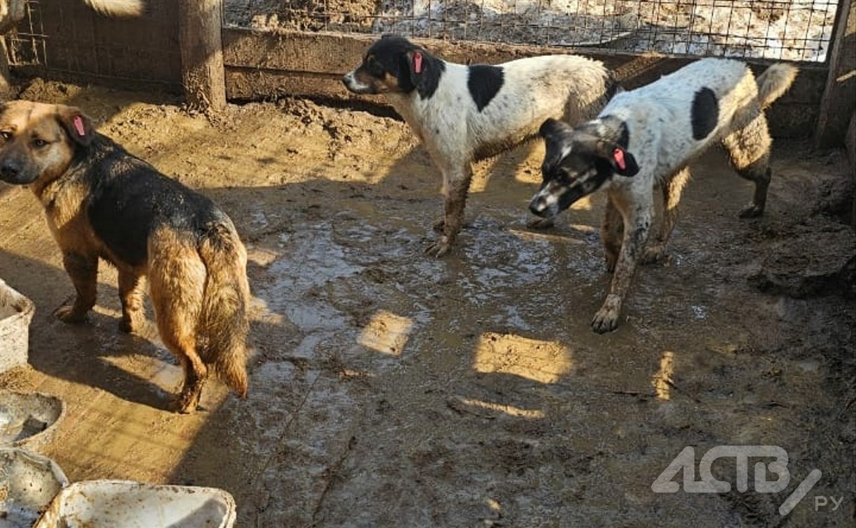 "Похитили более 4 млн рублей": руководителю фонда помощи животным на Сахалине вынесли приговор 