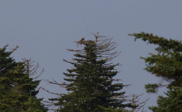 Учёные на Курилах с высокого холма разглядывали деревья в поисках гнезда скопы