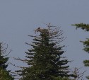 Учёные на Курилах с высокого холма разглядывали деревья в поисках гнезда скопы