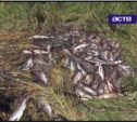 Браконьеры вырезают лосось в сахалинской реке Мерея (ФОТО, ВИДЕО)
