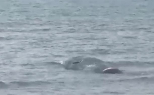 Специалисты: туша кита в Углегорском районе не представляет опасности 