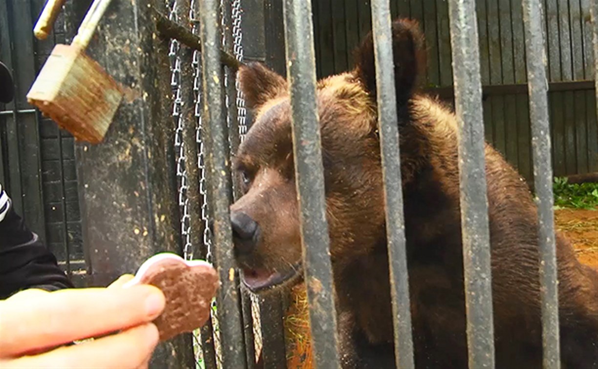 Волонтеры ищут, куда переселить медведя из Сахалинского зоопарка