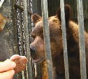 Волонтеры ищут, куда переселить медведя из Сахалинского зоопарка
