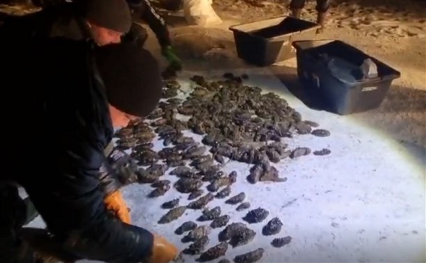 На Сахалине задержали бригаду браконьеров, наладивших добычу и переработку трепанга