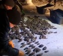 На Сахалине задержали бригаду браконьеров, наладивших добычу и переработку трепанга