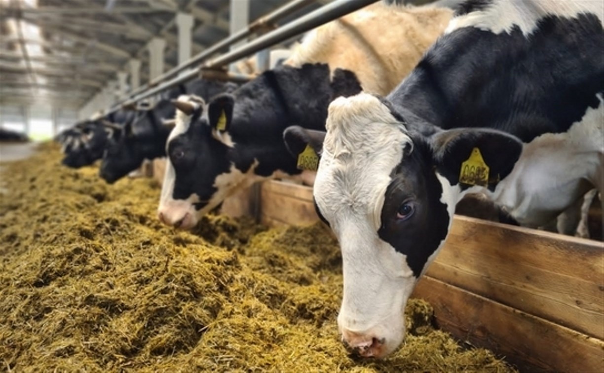 Производство молока в Сахалинской области выросло на 9%