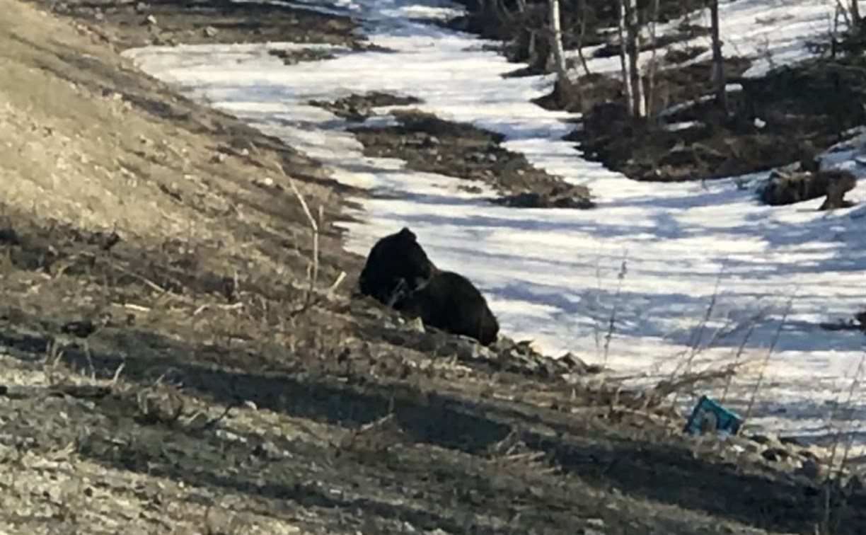Между Долинском и селом Стародубское очевидцы заметили медведя