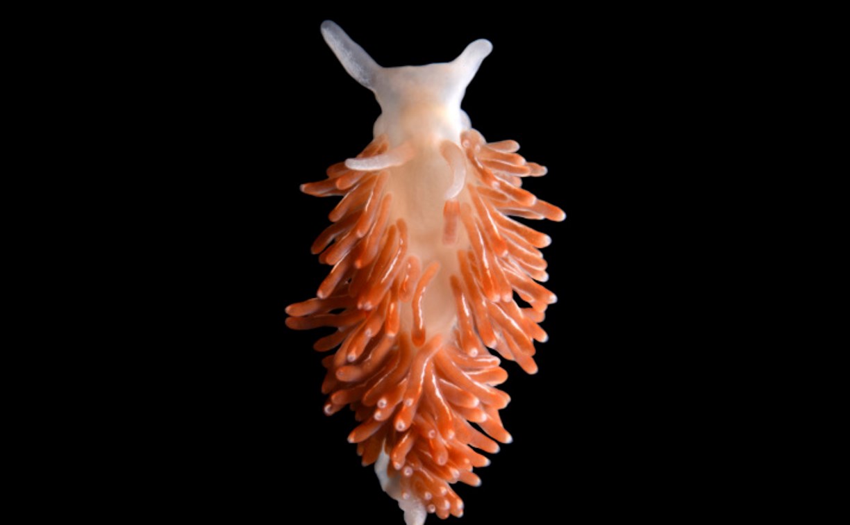 Учёные на Курилах нашли очень фотогеничного моллюска-гермафродита