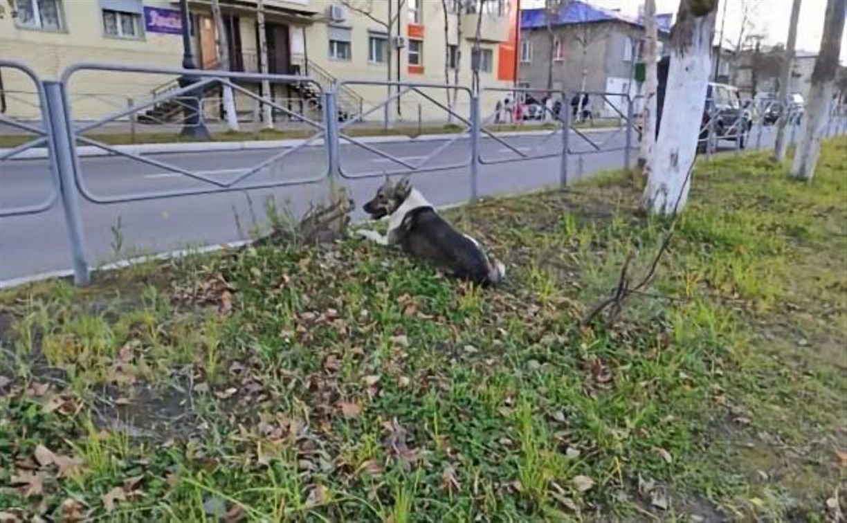 Убийство бездомной собаки на улице Поронайска стало предметом спора в соцсетях