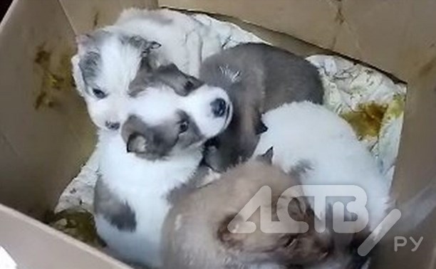 На остановке в Южно-Сахалинске нашли коробку с очень красивыми щенками