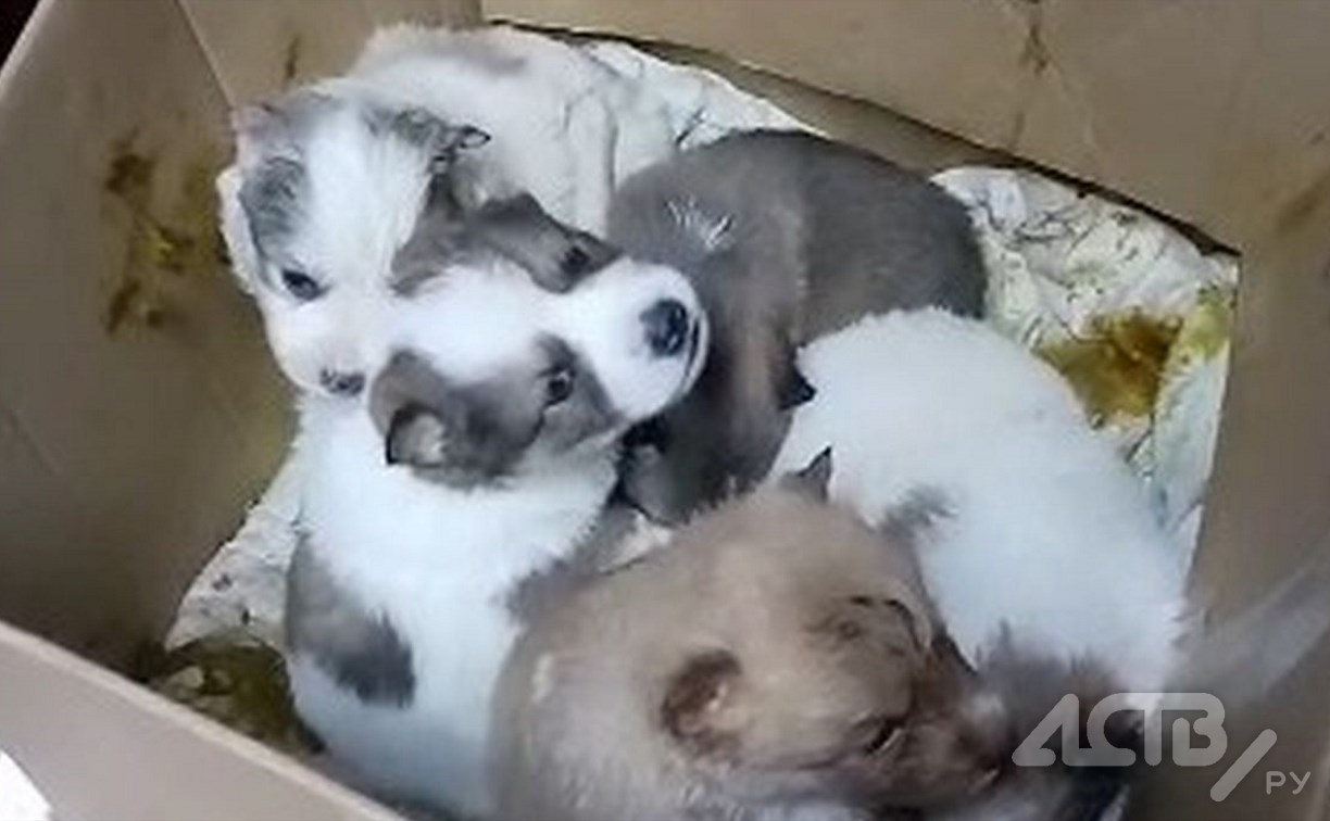 На остановке в Южно-Сахалинске нашли коробку с очень красивыми щенками