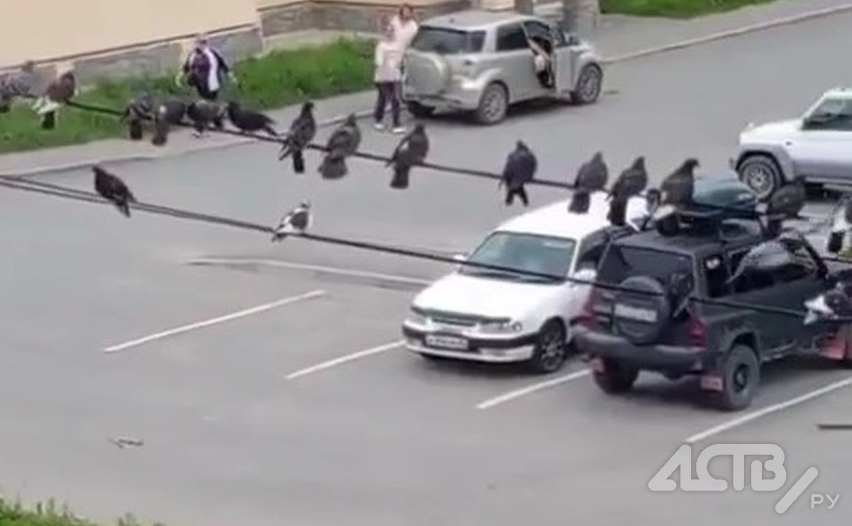 Сотни голубей, сидящих на проводах во дворе дома в Долинске, напрягают людей