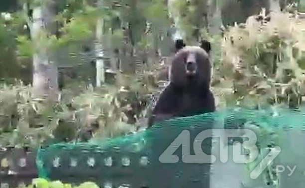 Лесничие: медведь на Курилах заходит в огороды из-за запаха тука