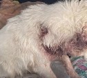 До и после: сахалинцы показали, каким стал спасённый от гибели пёс Белёк