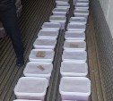 Свыше 300 кг нелегальной икры обнаружили в контейнерах на Сахалине