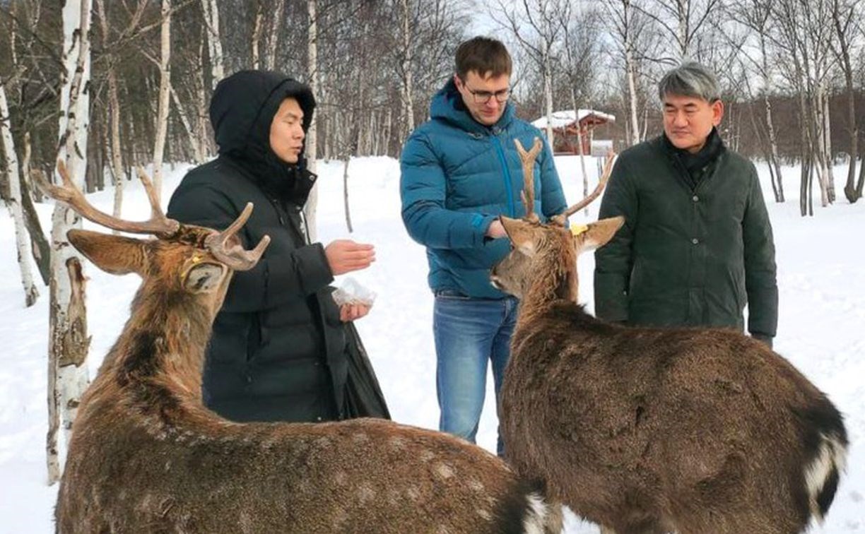 Сахалинская ферма с пятнистыми оленями, якутскими лошадями и гусями открыла зимний сезон