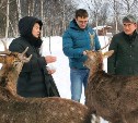Сахалинская ферма с пятнистыми оленями, якутскими лошадями и гусями открыла зимний сезон