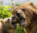 Рыбы мало, медведей много – минлесхоз озвучил данные о численности хищников на Сахалине 