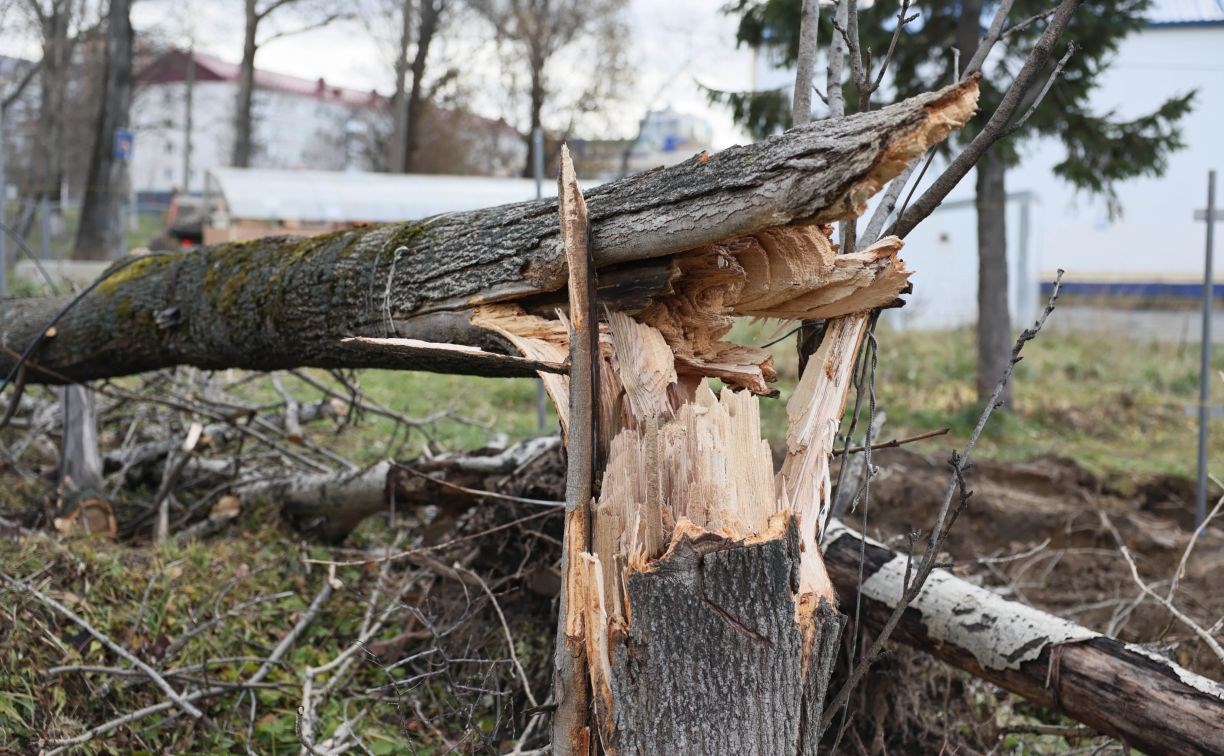 Строители стоянки в Южно-Сахалинске незаконно срубили 18 деревьев