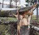 Строители стоянки в Южно-Сахалинске незаконно срубили 18 деревьев