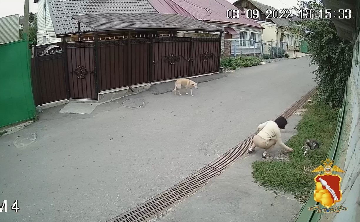 65-летняя россиянка травила бродячих и домашних собак из-за укуса в детстве: её будут судить