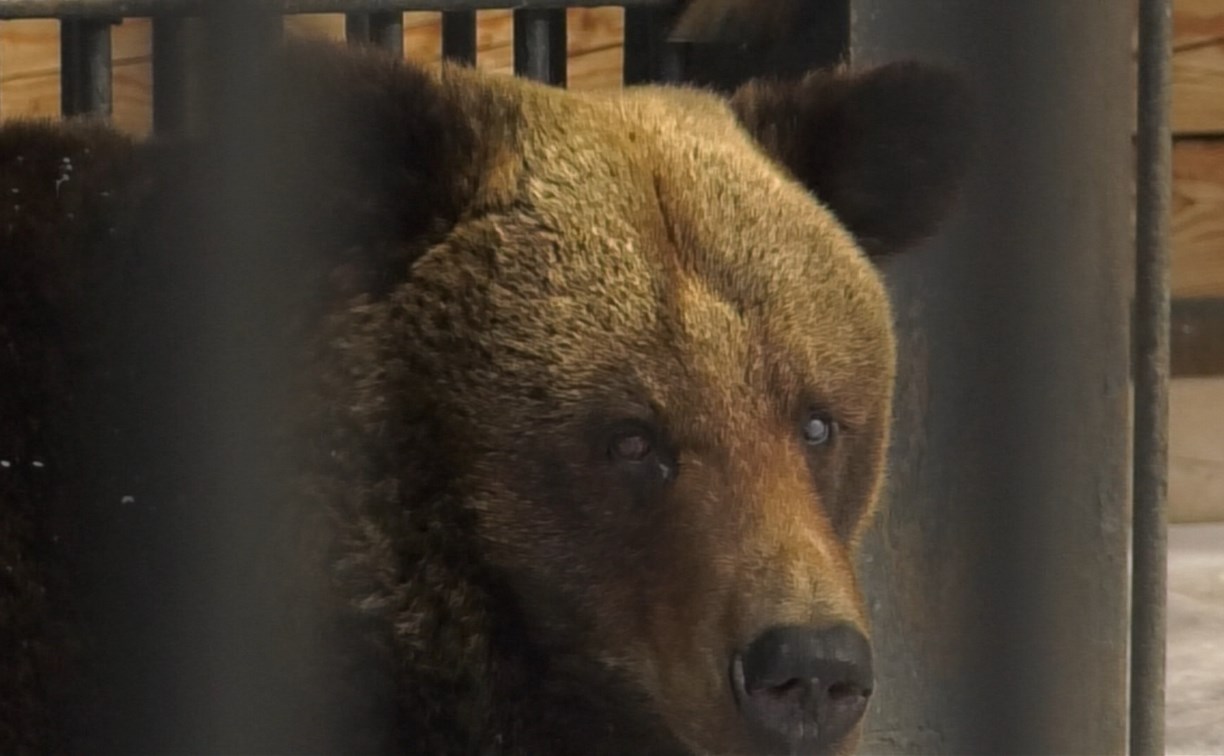 Сотрудники сахалинского зоопарка запрещают кормить медведей после спячки