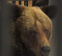 Сотрудники сахалинского зоопарка запрещают кормить медведей после спячки