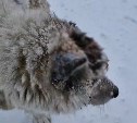 На Сахалине нашли пса с дырой в голове, который чудом выжил в метель