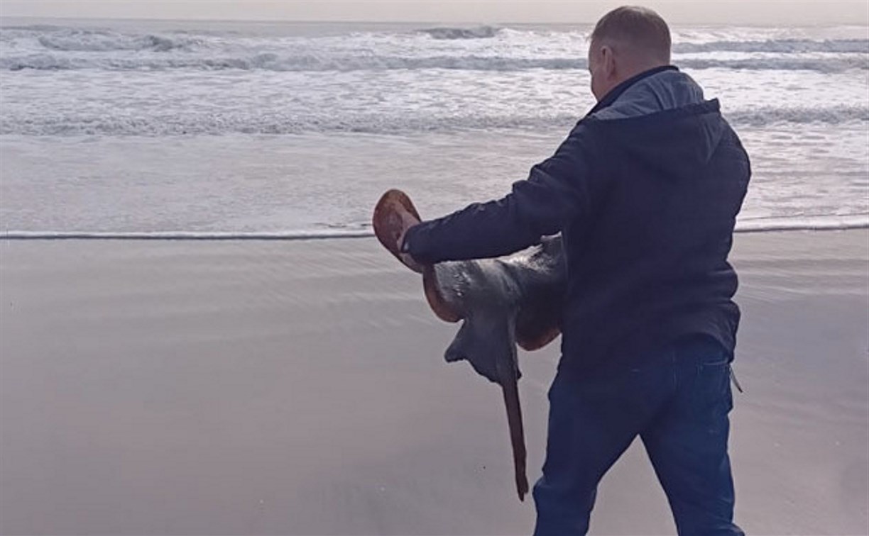 Сотрудники заповедника на Курилах спасли "морского ромба"