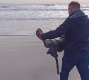 Сотрудники заповедника на Курилах спасли "морского ромба"