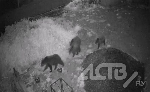 Медведица с тремя медвежатами гуляет по дачам в Троицком
