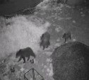 Медведица с тремя медвежатами гуляет по дачам в Троицком
