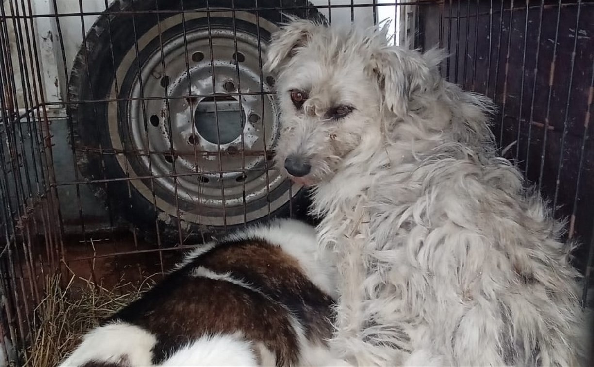 Восемь бродячих собак поймали за день в Корсаковском районе