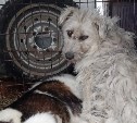 Восемь бродячих собак поймали за день в Корсаковском районе