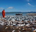 Учёные оценят численность молоди лососевых и сельди в Японском море